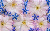 Fond d'écran HD de fleurs colorées #20