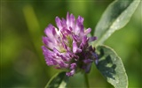 fleurs d'écran HD grosse veine