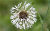 fleurs d'écran HD grosse veine #20