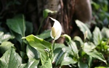 佳能 EOS 5D 樣張壁紙 #11