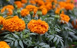 佳能 EOS 450D 樣張壁紙 #5