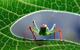 Fond d'écran photo d'insectes #1