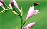 Insect Photo Wallpaper #3