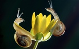 Insect Photo Wallpaper #4