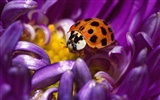 Insect Photo Wallpaper #6