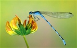 Insect Photo Wallpaper #7