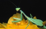 Fond d'écran photo d'insectes #8