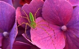 Fond d'écran photo d'insectes #10
