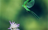 Fondo de pantalla de fotos de insectos #16