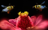 Insect Photo Wallpaper #19