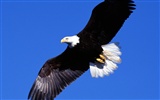Eagle Flügeln fliegen Tapete #1