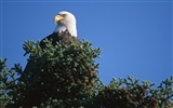 des ailes d'aigle voler fond d'écran #2