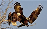 las alas del águila volar fondo de pantalla #3