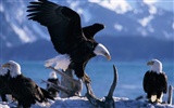 Eagle wings fly wallpaper #7