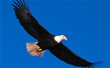 Eagle Flügeln fliegen Tapete #8