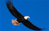 Eagle wings fly wallpaper #8