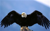 Eagle křídla letět wallpaper #9