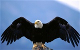 Eagle wings fly wallpaper #9