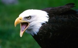 Eagle wings fly wallpaper #10