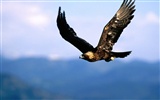 Eagle wings fly wallpaper #11