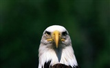 Eagle wings fly wallpaper #14