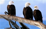 Eagle wings fly wallpaper #15