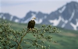 Eagle Flügeln fliegen Tapete #17