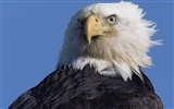 las alas del águila volar fondo de pantalla #19