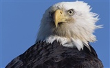 Eagle wings fly wallpaper #19