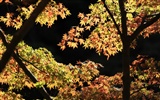 Krásné Maple Leaf Wallpaper #11