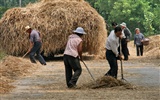 familiares de trigo (Minghu obras Metasequoia) #3