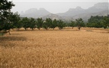 Pšenice známé (Minghu Metasequoia práce) #4