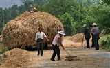 Pšenice známé (Minghu Metasequoia práce) #5