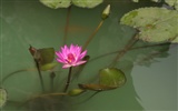 佳能 EOS 40D 樣張壁紙 #22