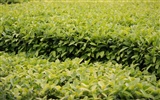 佳能 EOS 40D 樣張壁紙 #25