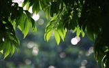 佳能 EOS 40D 樣張壁紙 #34