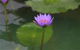 佳能 EOS 40D 樣張壁紙 #35