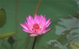 佳能 EOS 40D 樣張壁紙 #36