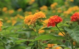 佳能 EOS 40D 樣張壁紙 #38