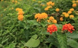 佳能 EOS 40D 樣張壁紙 #39