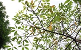 佳能 EOS 40D 樣張壁紙 #40