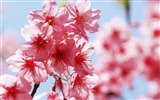 Bajo flores cielo despejado