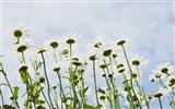 Under clear sky flowers #10