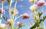 Under clear sky flowers #25