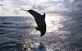 Dolphin Photo Wallpaper #3