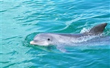 Fondo de pantalla de fotos de delfines #6