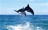 Fondo de pantalla de fotos de delfines #7