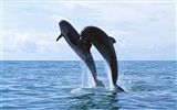 Fondo de pantalla de fotos de delfines #8