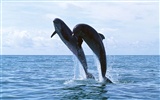 Dolphin Photo Wallpaper #8