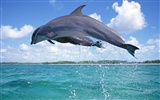 Fondo de pantalla de fotos de delfines #9